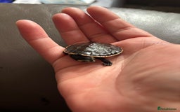 Turtle reptiles for sale: Baby pink bellied side neck turtle - Image 3