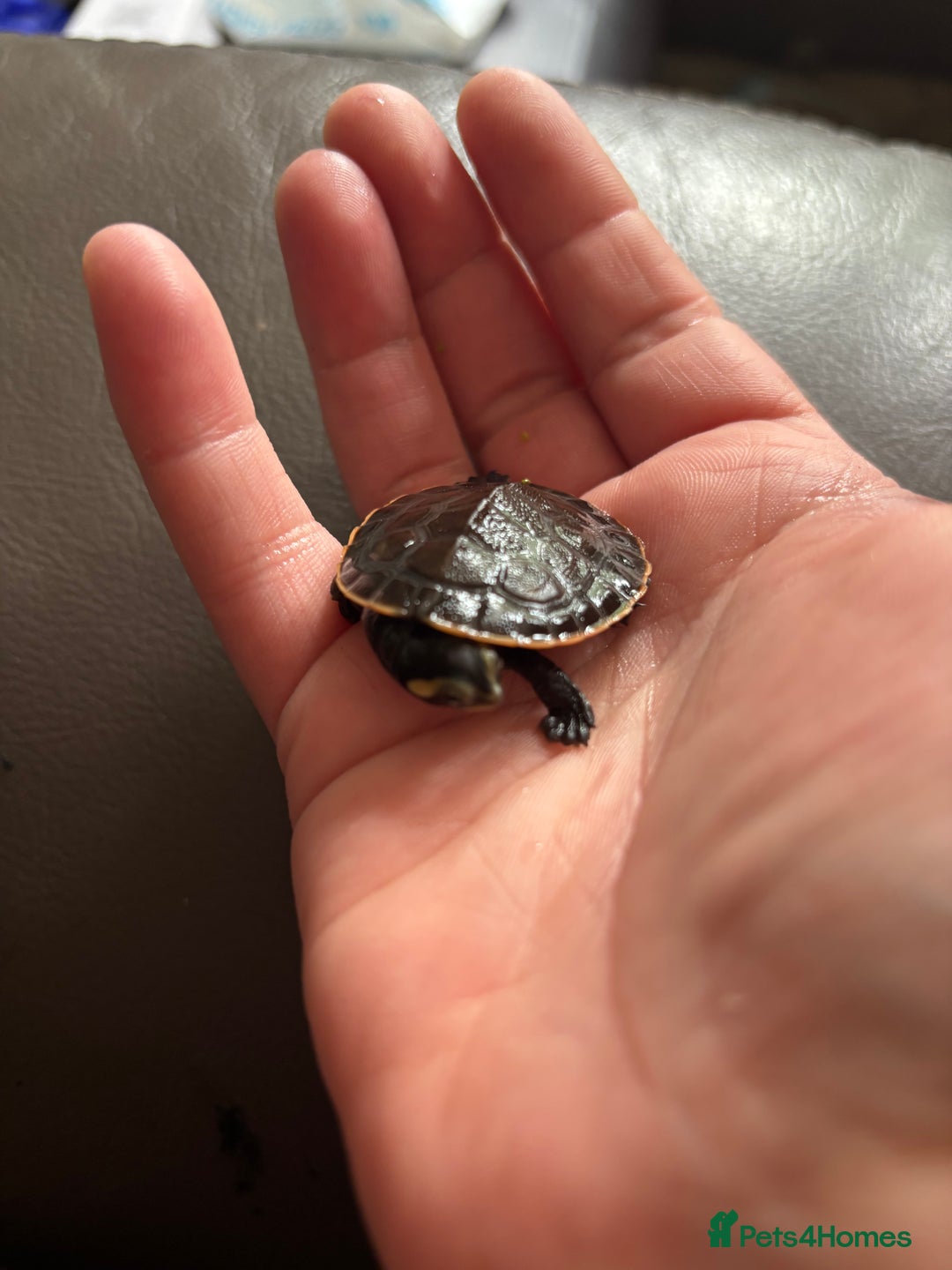 Turtle reptiles for sale: Baby pink bellied side neck turtle - Image 3