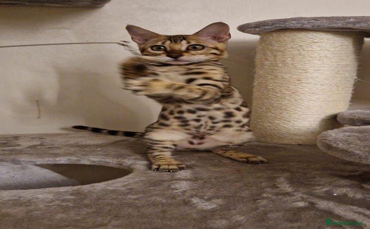 Bengal cats - Advert 3
