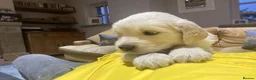Golden Retriever dogs for sale:  Golden Retriever Puppies  in Leeds - Advert 2
