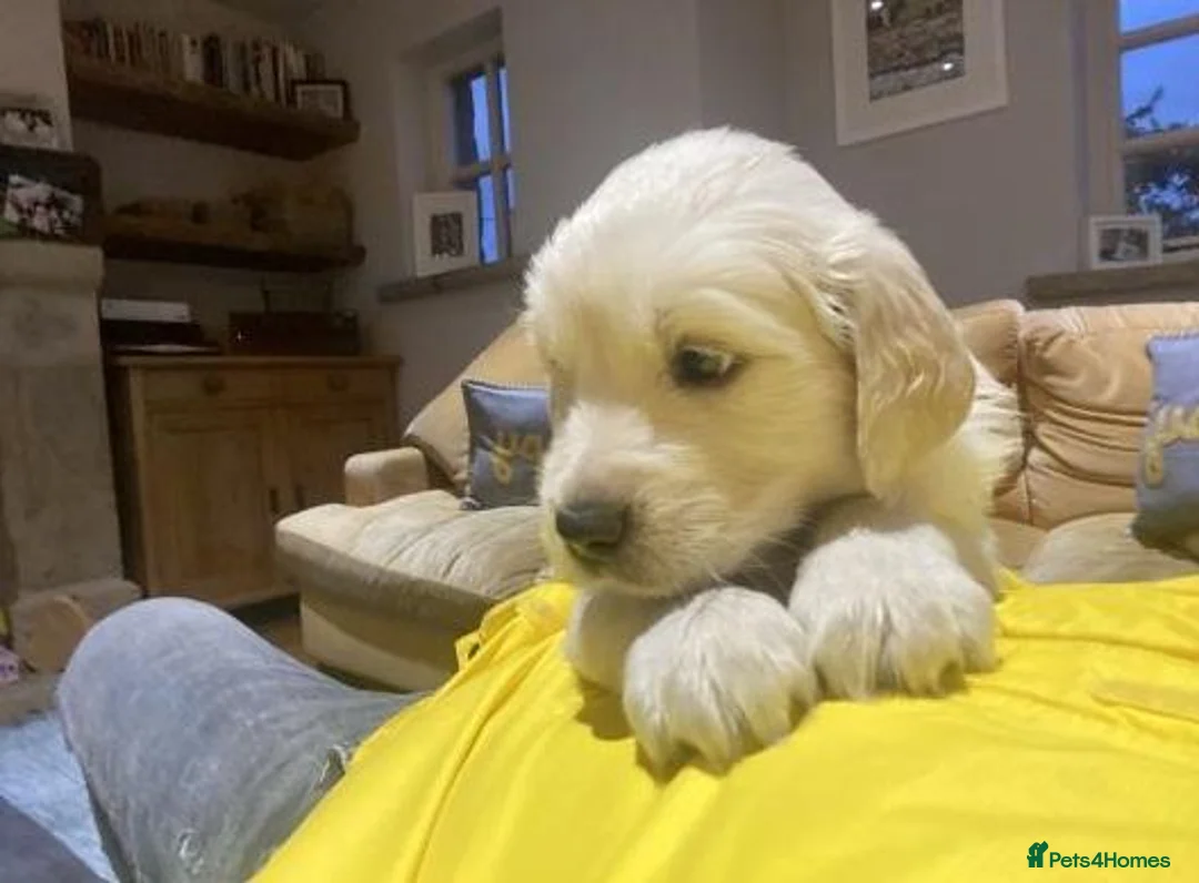 Golden Retriever dogs for sale:  Golden Retriever Puppies  in Leeds - Advert 2