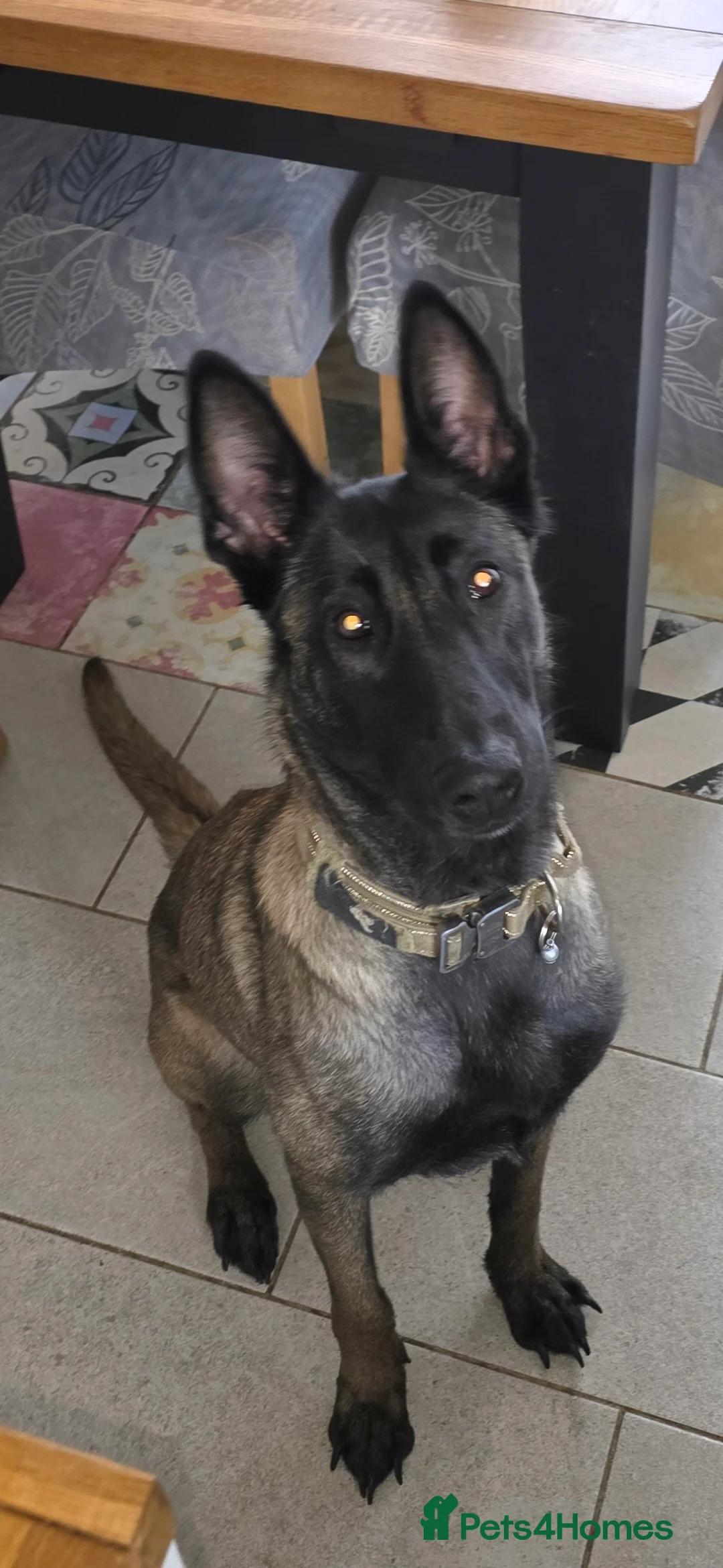 Belgian Shepherd Dog dogs for sale: 4 Year Old Belgian Malinois  - Advert 3