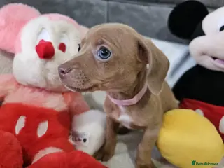 Dachshund dogs Ready to leave fantastic mini Dachshund Puppies - Advert 5