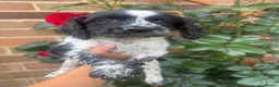 Sproodle dogs for sale: Sproodle puppies for sale  - Advert 6