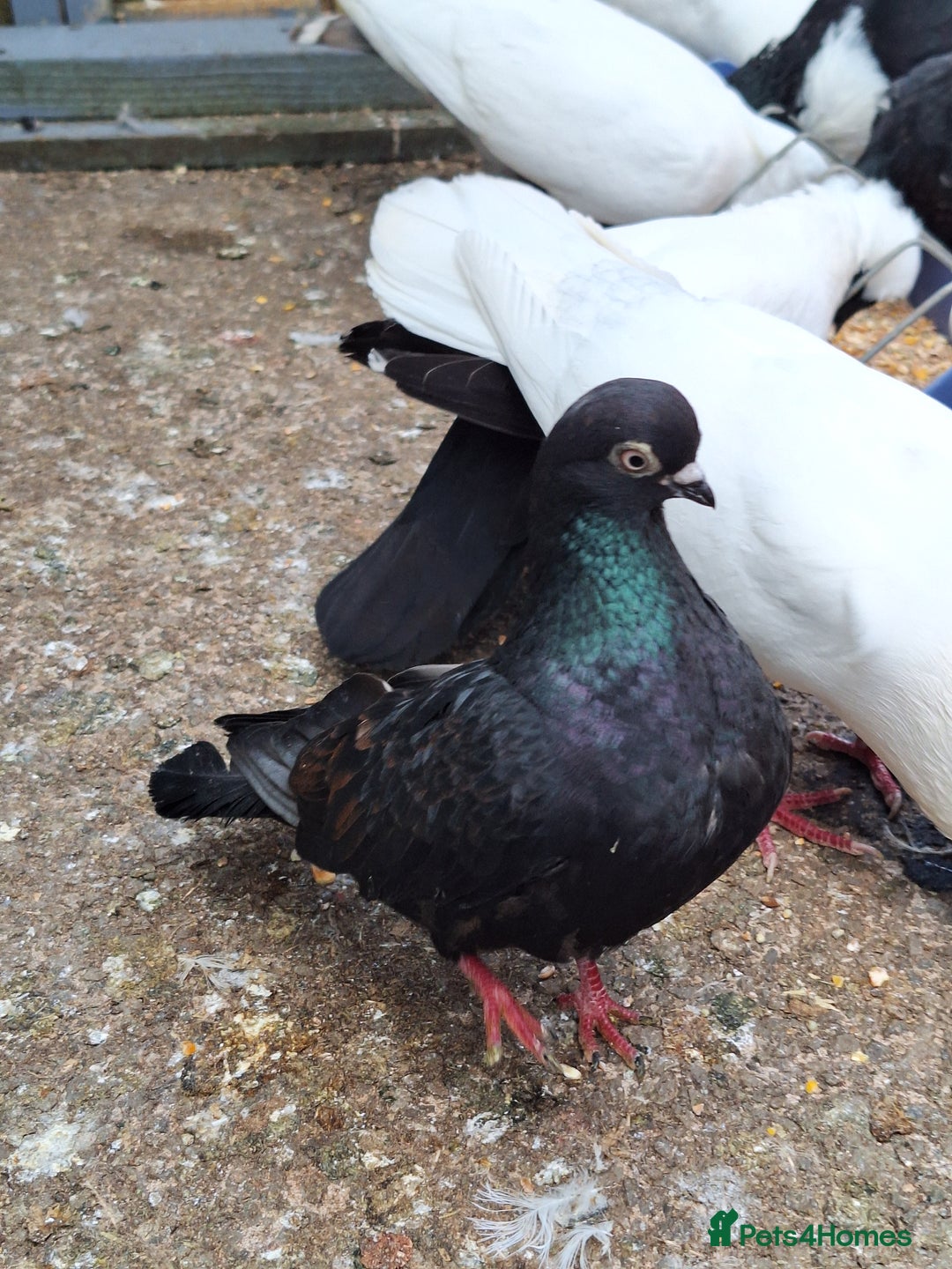 Pigeons birds for sale: 7 Pigeons for sale - Image 10