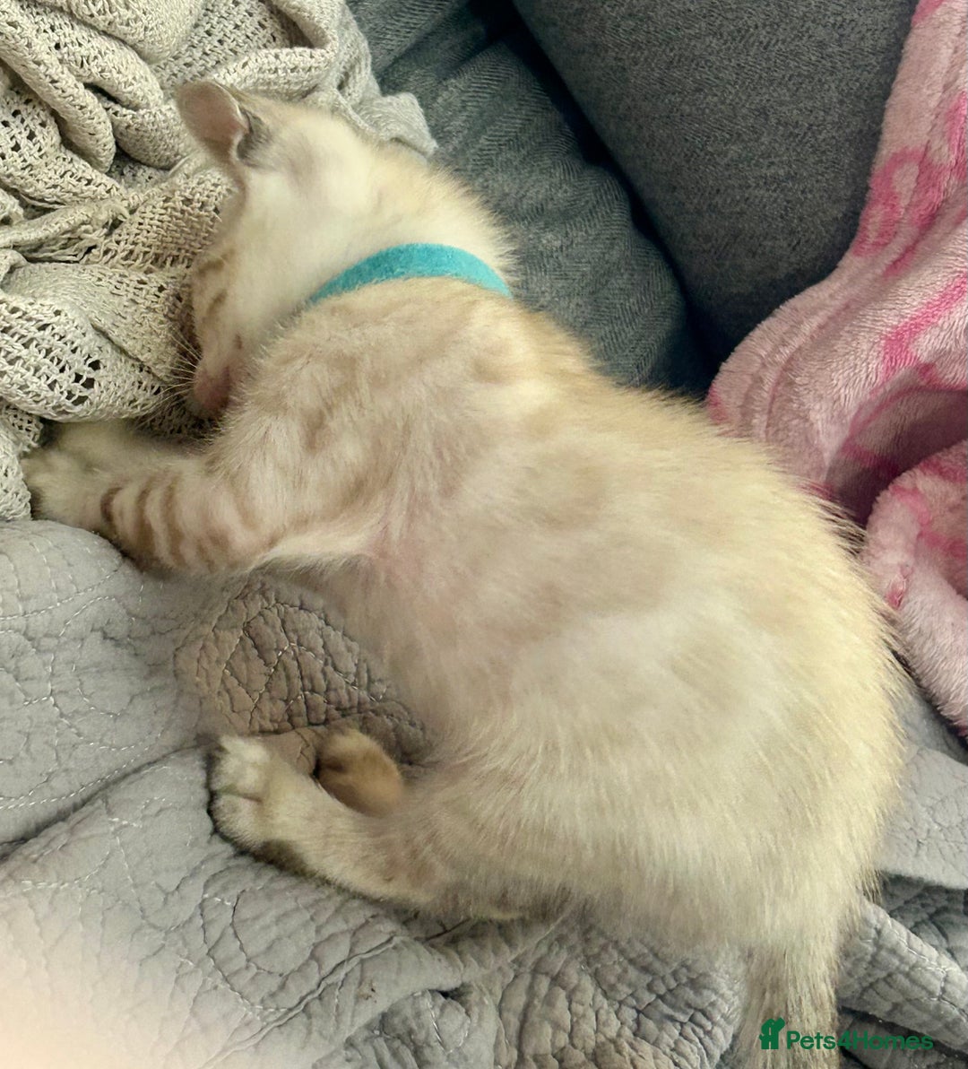Bengal cats for sale: 6 Gorgeous Bengals kittens ready for reservation  - Image 18