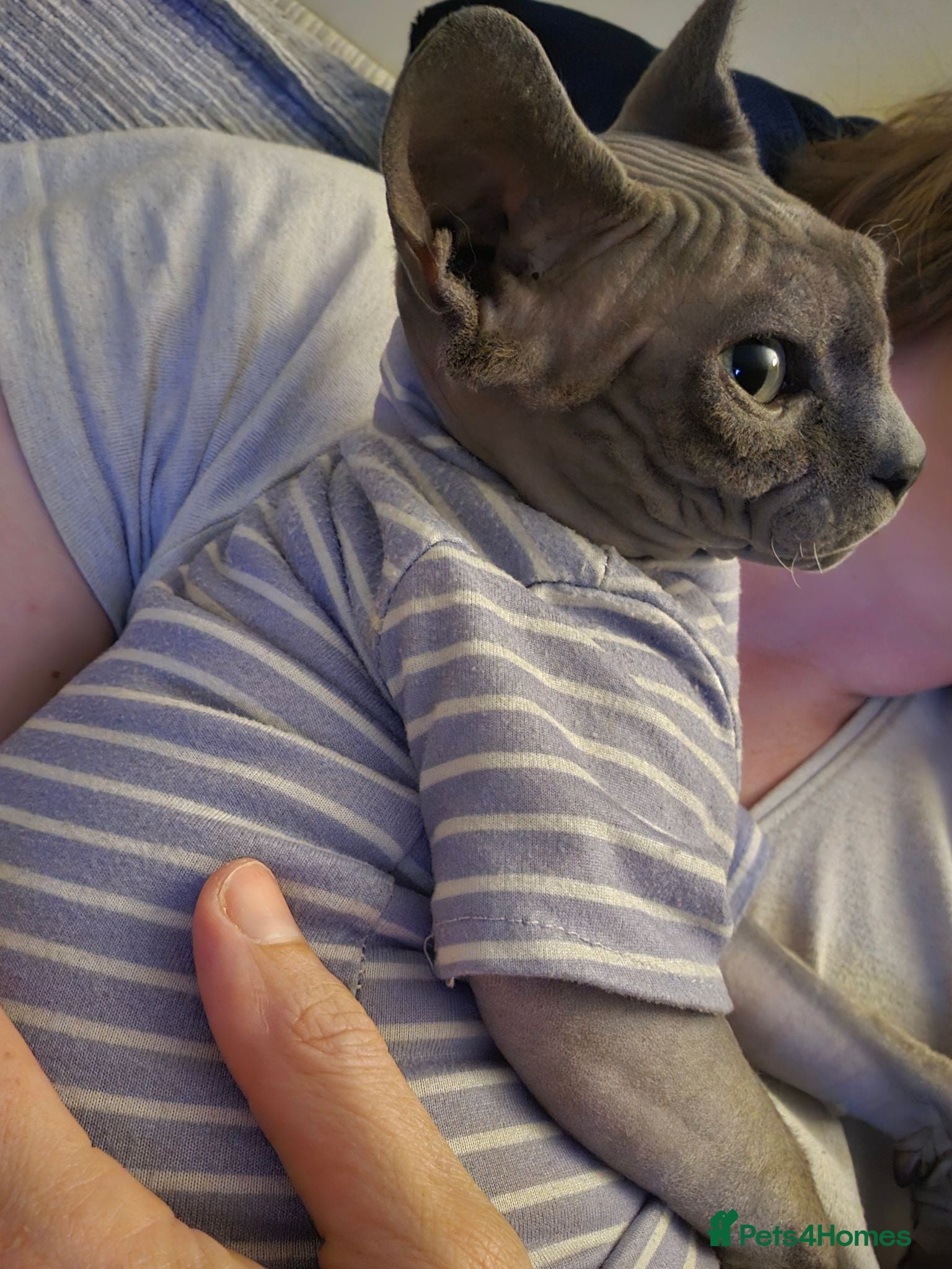Sphynx cats Female Sphynx looking for loving home - Advert 1