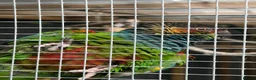 Conures birds for sale: Proven pair of blue throated conures - Advert 4