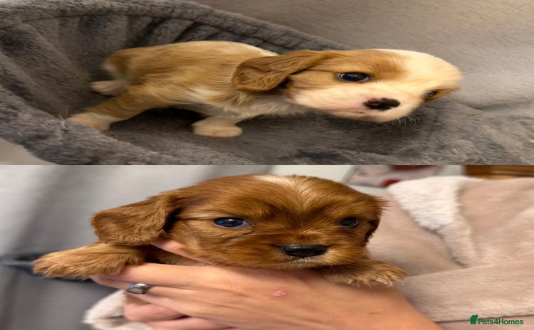 Cavalier King Charles Spaniel dogs Stunning KC Reg Cavaliers ✨ Fully Health Tested ✨ - Advert 6