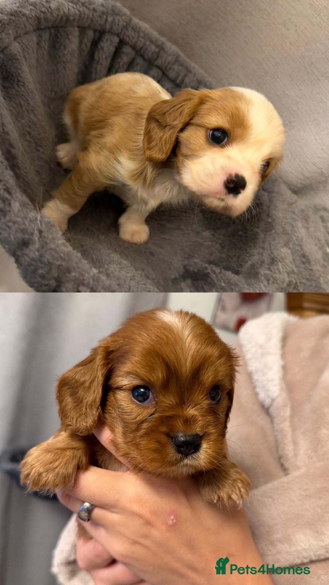 Cavalier King Charles Spaniel dogs for sale: Beautiful KC Registered Boy ✨ Health Tested ✨ - Advert 5