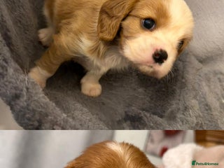 Cavalier King Charles Spaniel dogs KC Registered Cavaliers ✨ Health Tested ✨ - Advert 10