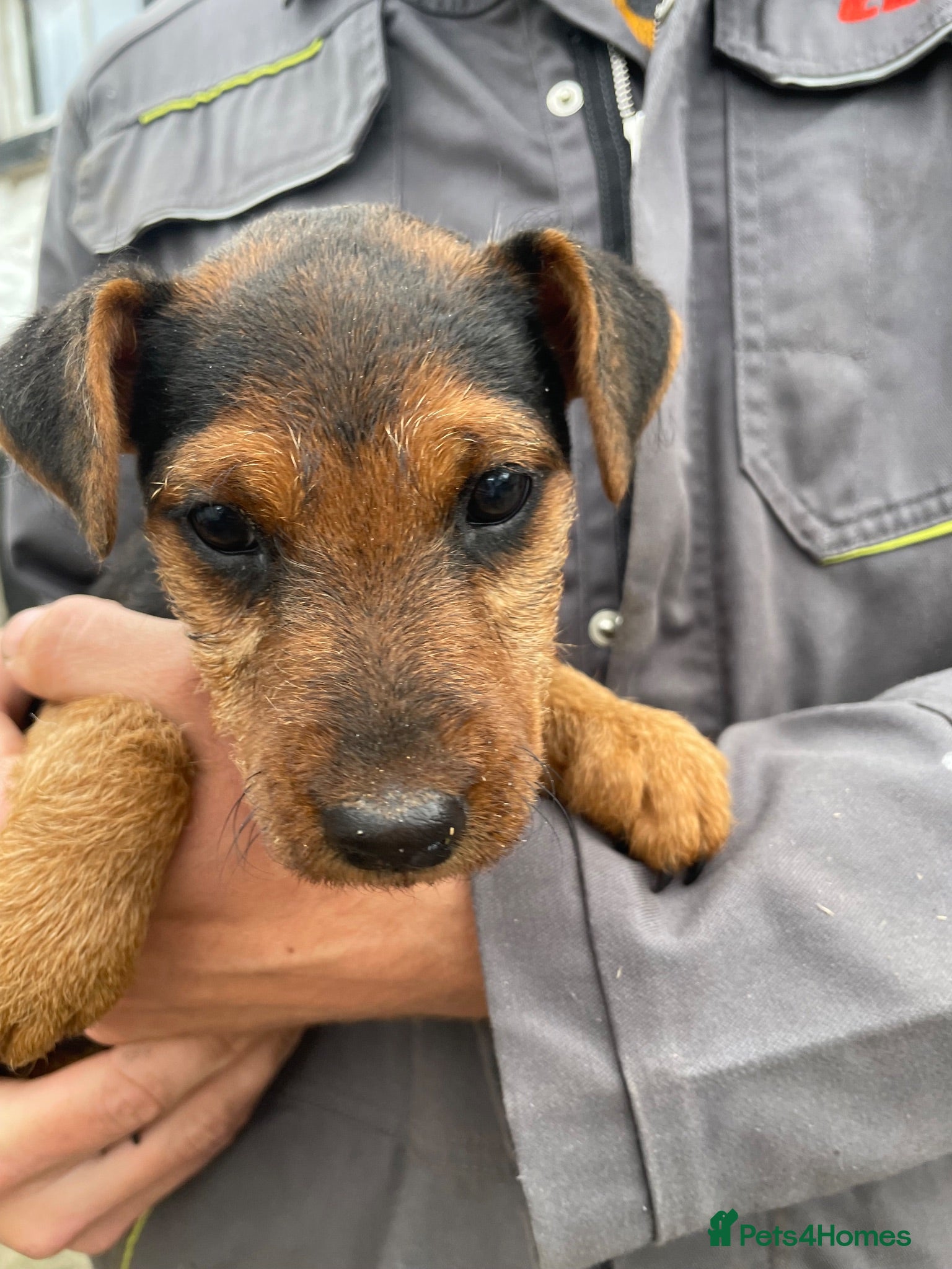 Lakeland Terrier dogs Lakeland Terrier Puppy For Sale  - Advert 3