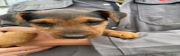 Lakeland Terrier dogs for sale: Lakeland Terrier Puppy For Sale  - Advert 1