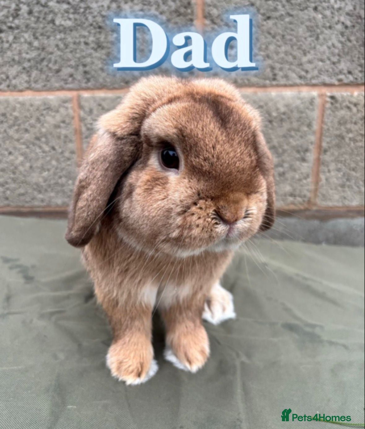 Mini Lop rabbits for sale: The litter has been born. - Advert 4
