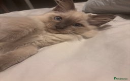 Ragdoll cats for sale: Purebred Ragdoll Kittens  in Melksham - Image 8