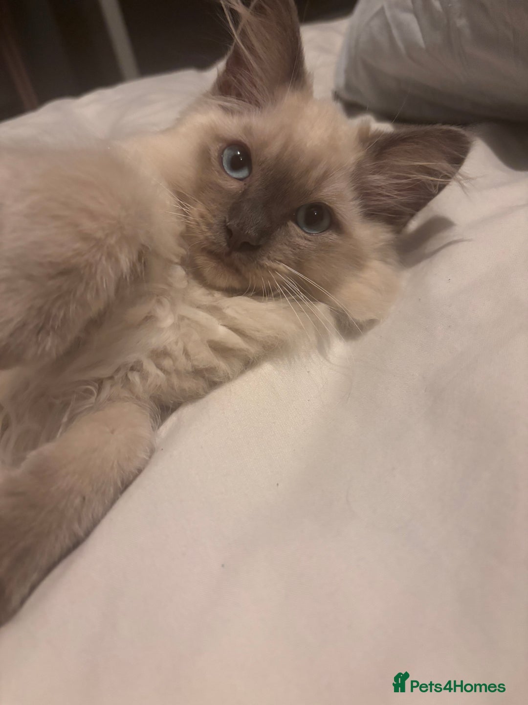 Ragdoll cats for sale: Purebred Ragdoll Kittens  in Melksham - Image 8