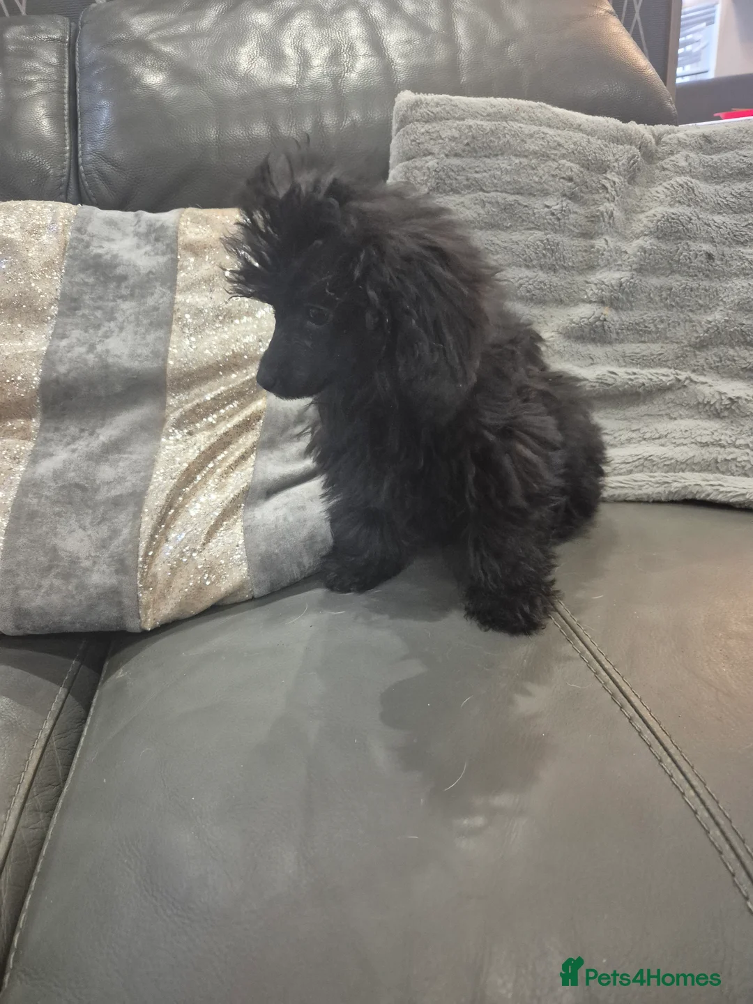 Toy Poodle dogs for sale: Poodle boys (toy x aisan) - Advert 22