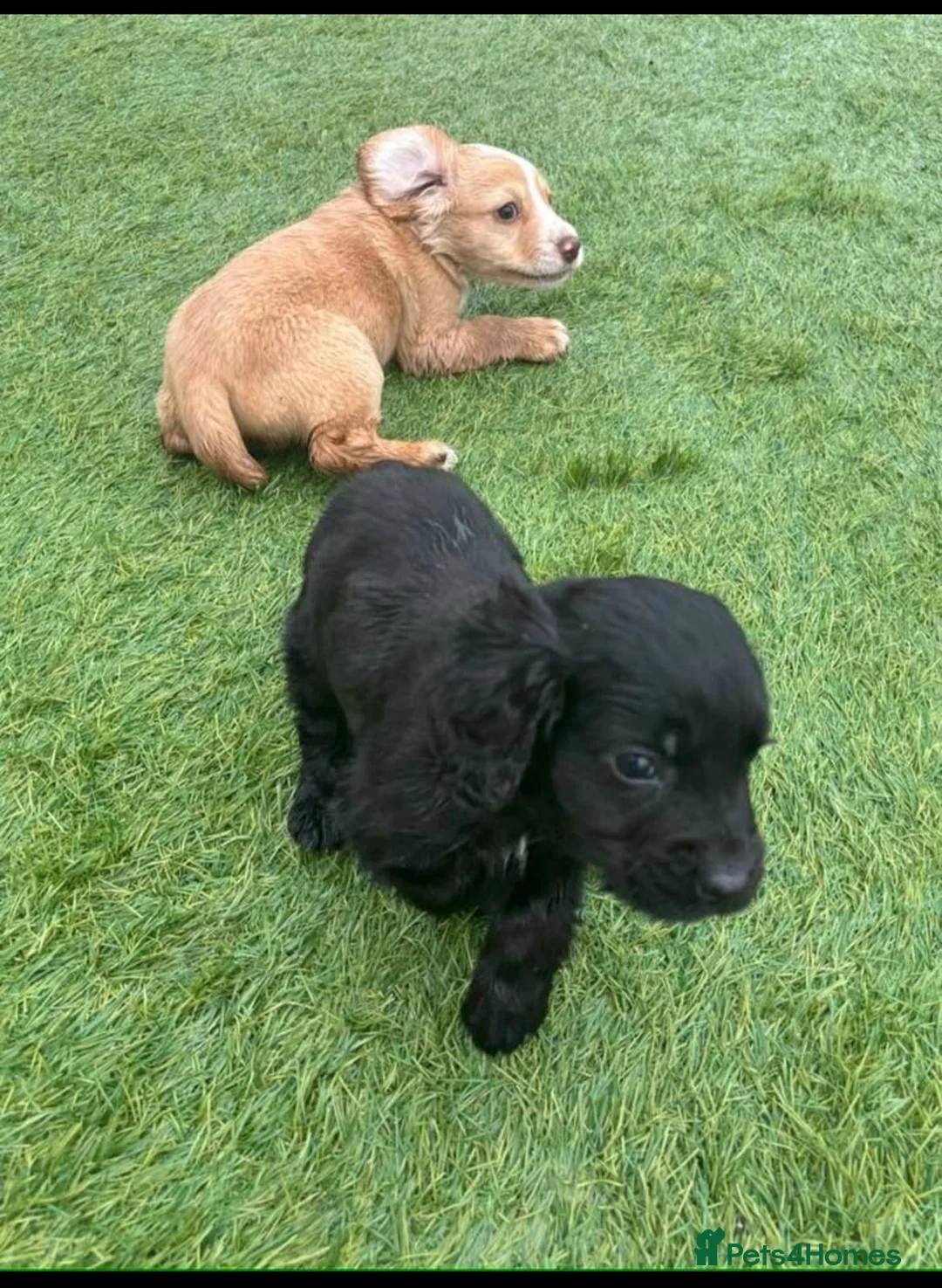 Cocker Spaniel dogs for sale: Working cocker spaniel puppies  in Frome - Advert 4