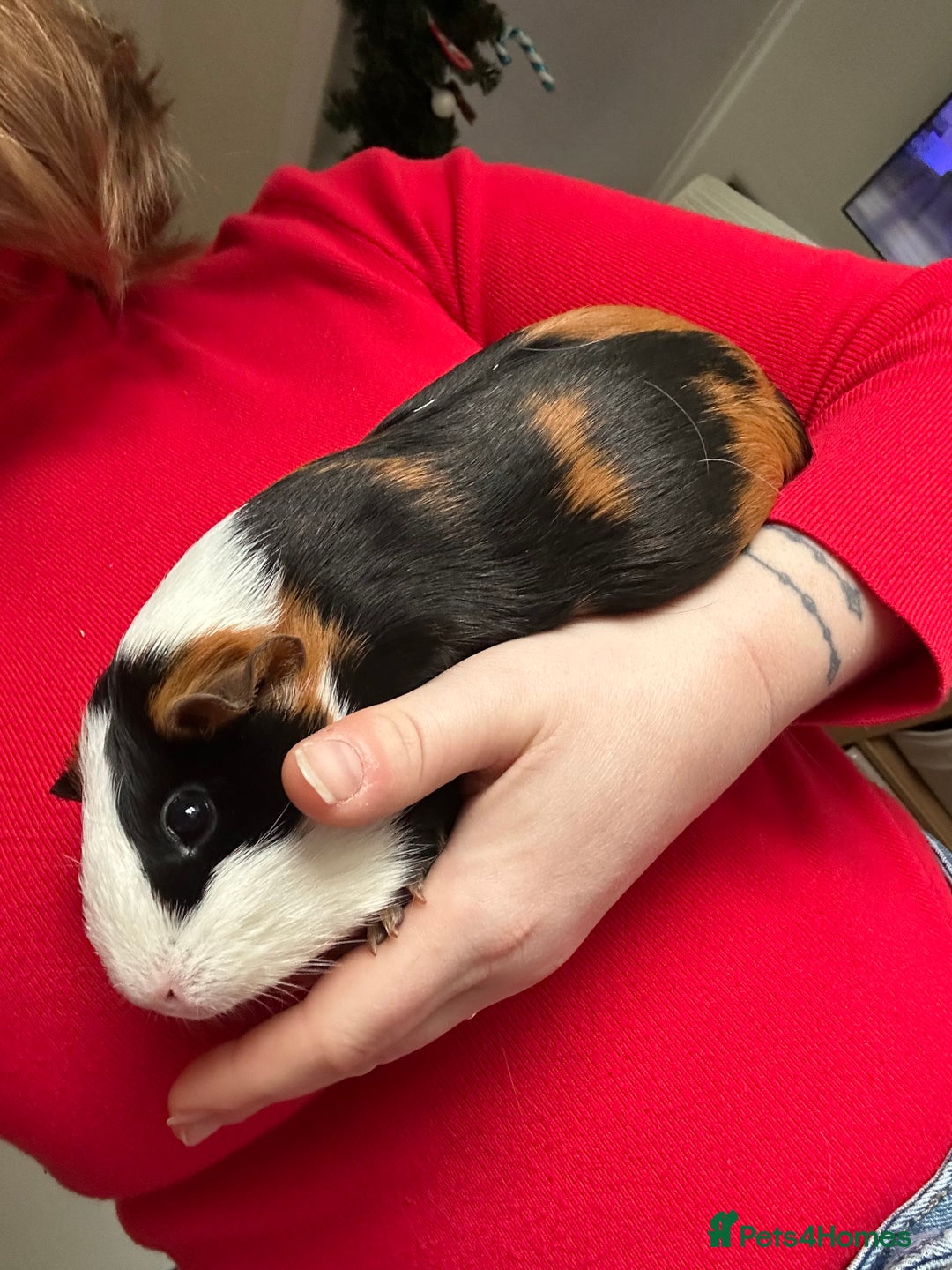 Guinea Pig rodents for sale: Guinea pigs and cage - Advert 3