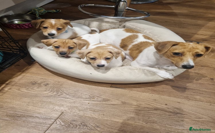 Jack Russell dogs Boy Jack Russel pup - Advert 2