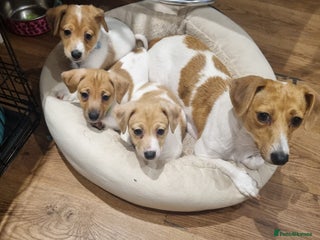 Jack Russell dogs Boy Jack Russel pup - Advert 14