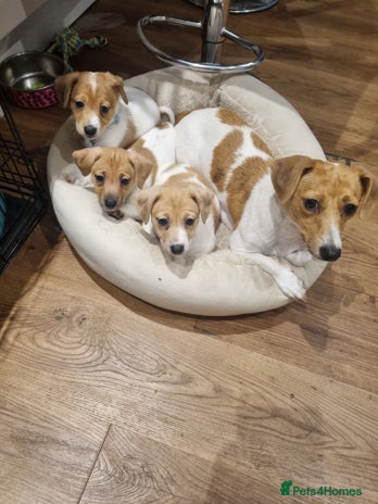 Jack Russell dogs Boy Jack Russel pup - Advert 2