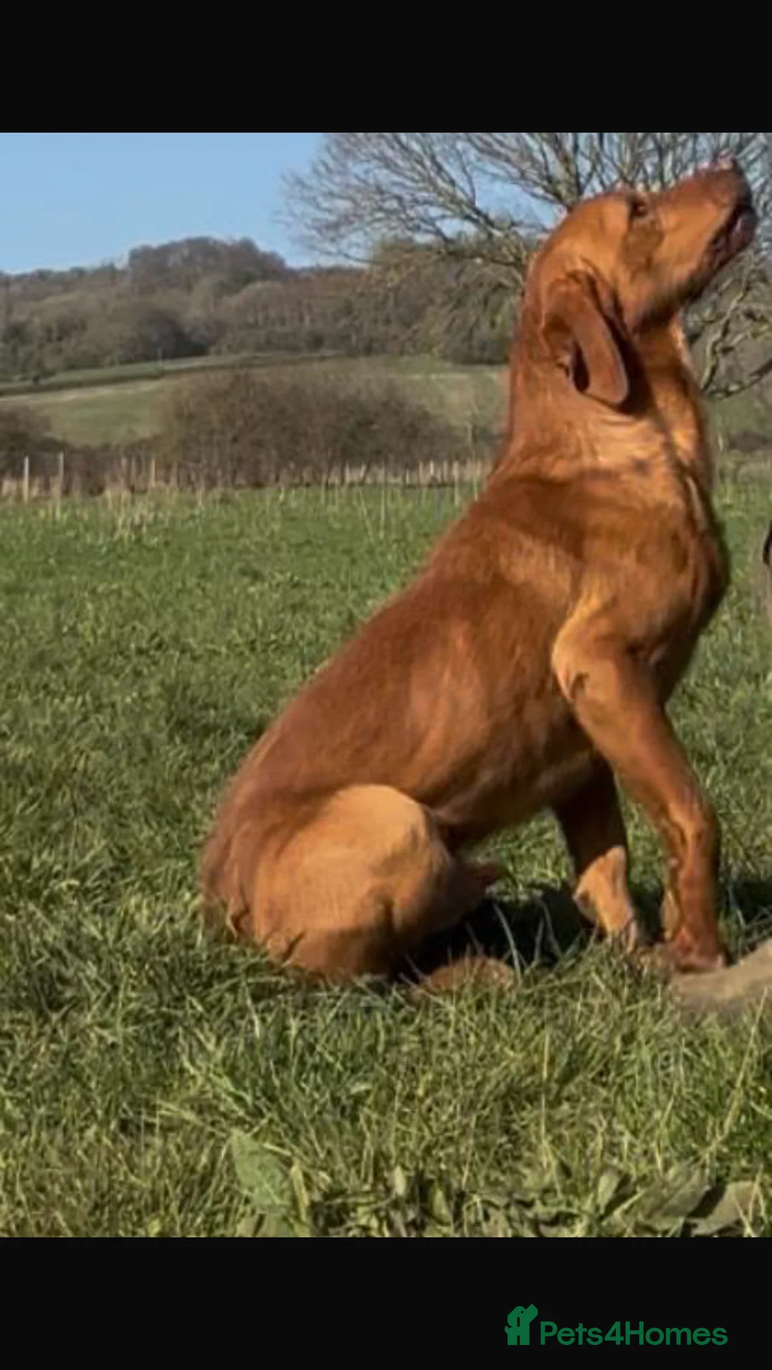 Labrador Retriever dogs for sale: Mrs C whitehouse  in Cheltenham - Advert 2