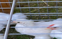 Chickens poultry for sale: Porcelain Pekin Bantams  - Image 4