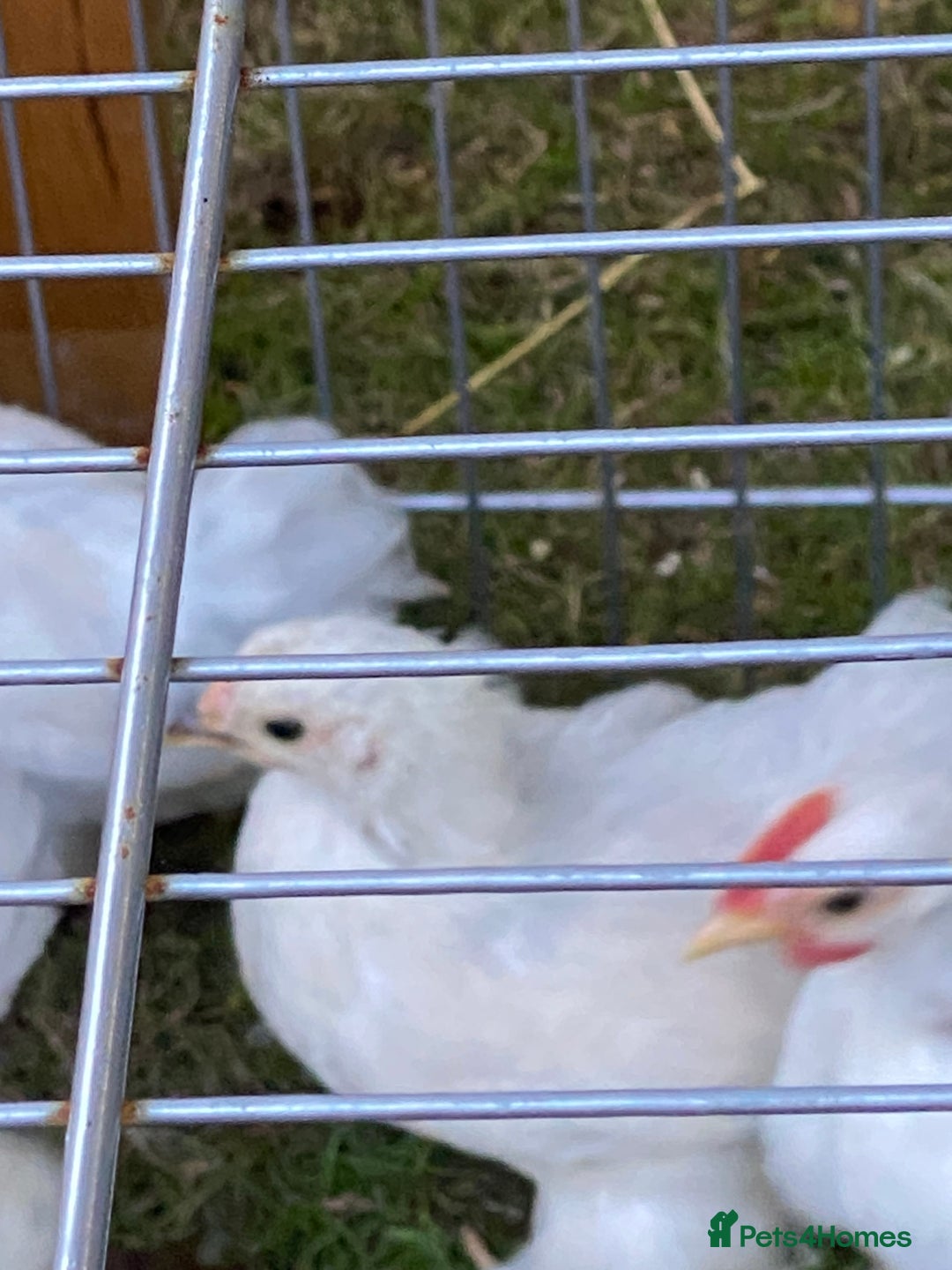 Chickens poultry for sale: Porcelain Pekin Bantams  - Image 4