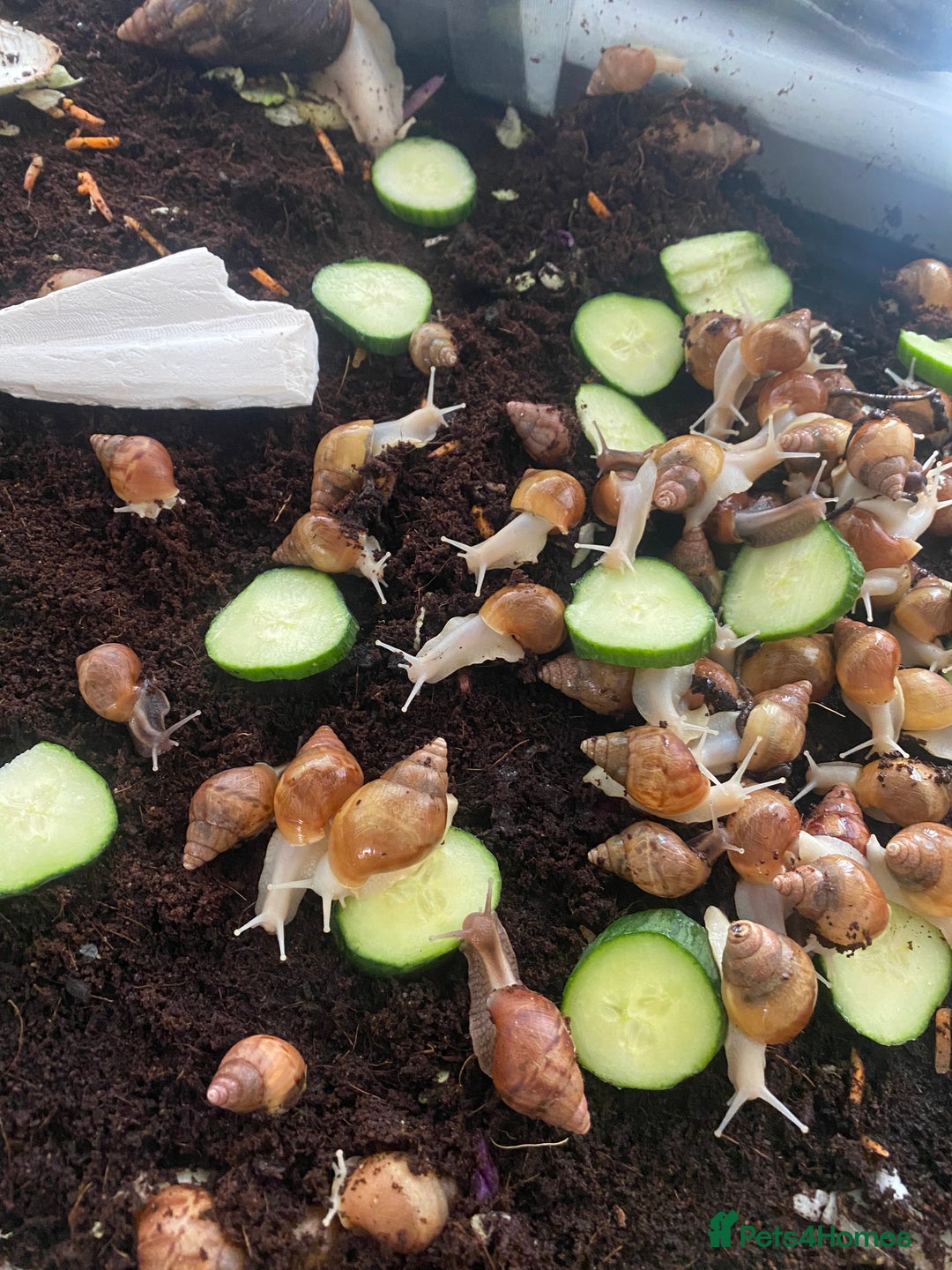 Snails invertebrates for sale: Beautiful Variety of African Land Snails  - Image 5