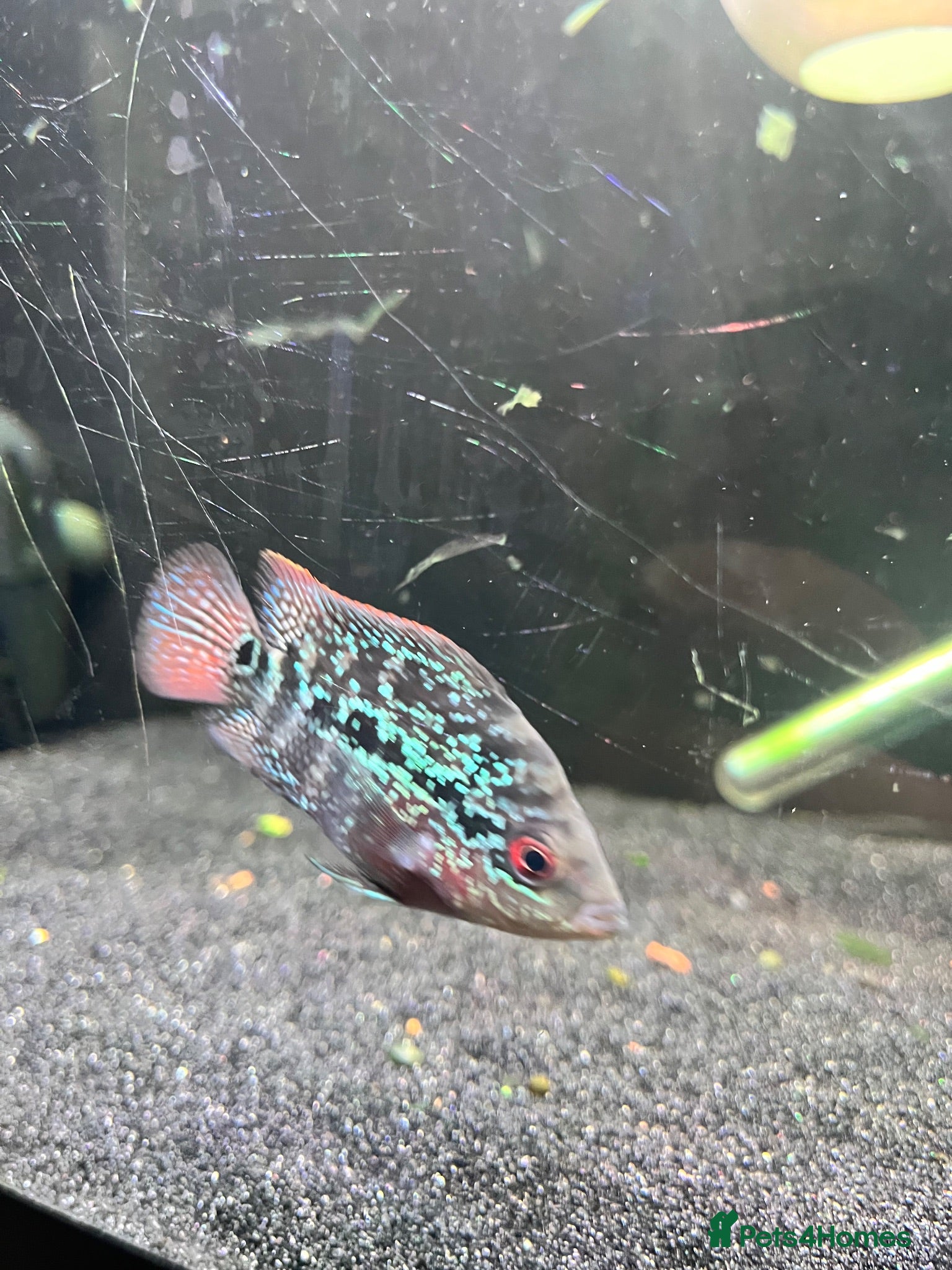 Cichlids fish Texas Midas cichlid flower horn   - Advert 1