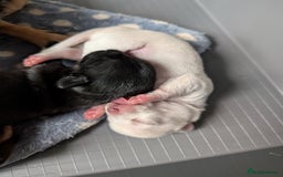 Chihuahua dogs for sale: 🐾 Adorable Chihuahua Puppies for Sale 🐾 - Image 8