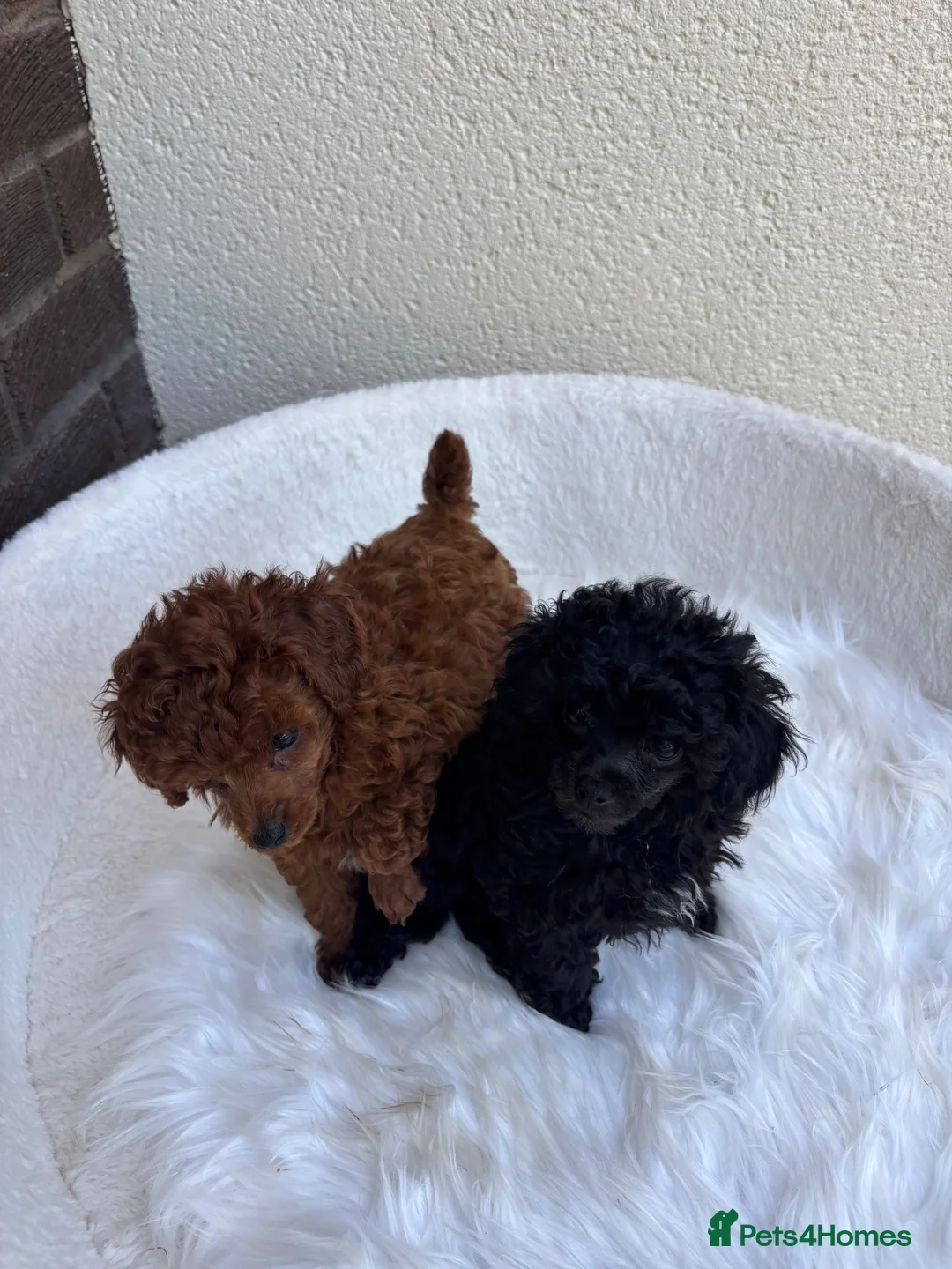Toy Poodle dogs for sale: Beautiful Asian toy poodles  - Advert 2