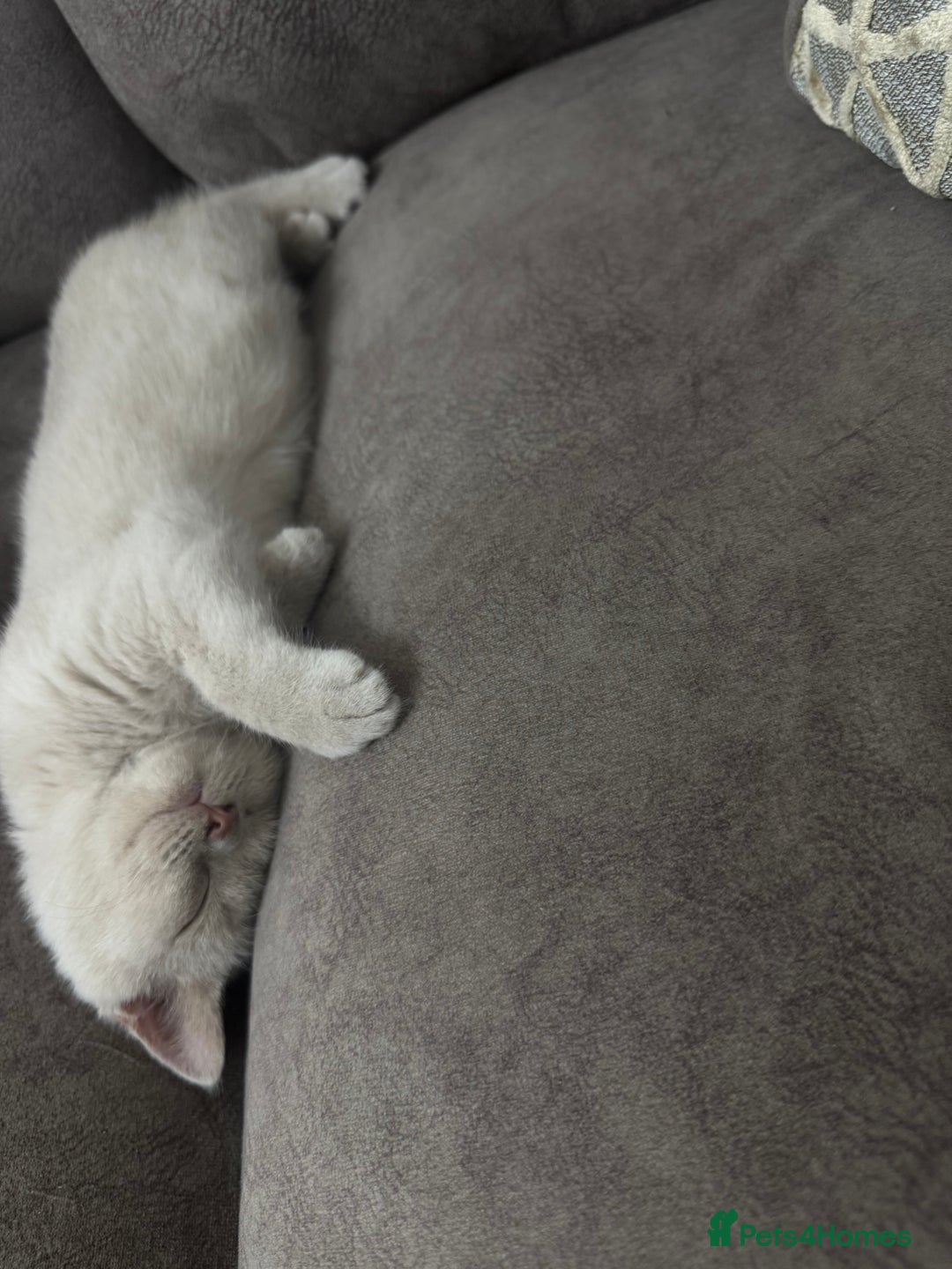 British Shorthair cats for sale: British short hair fawn  - Advert 3