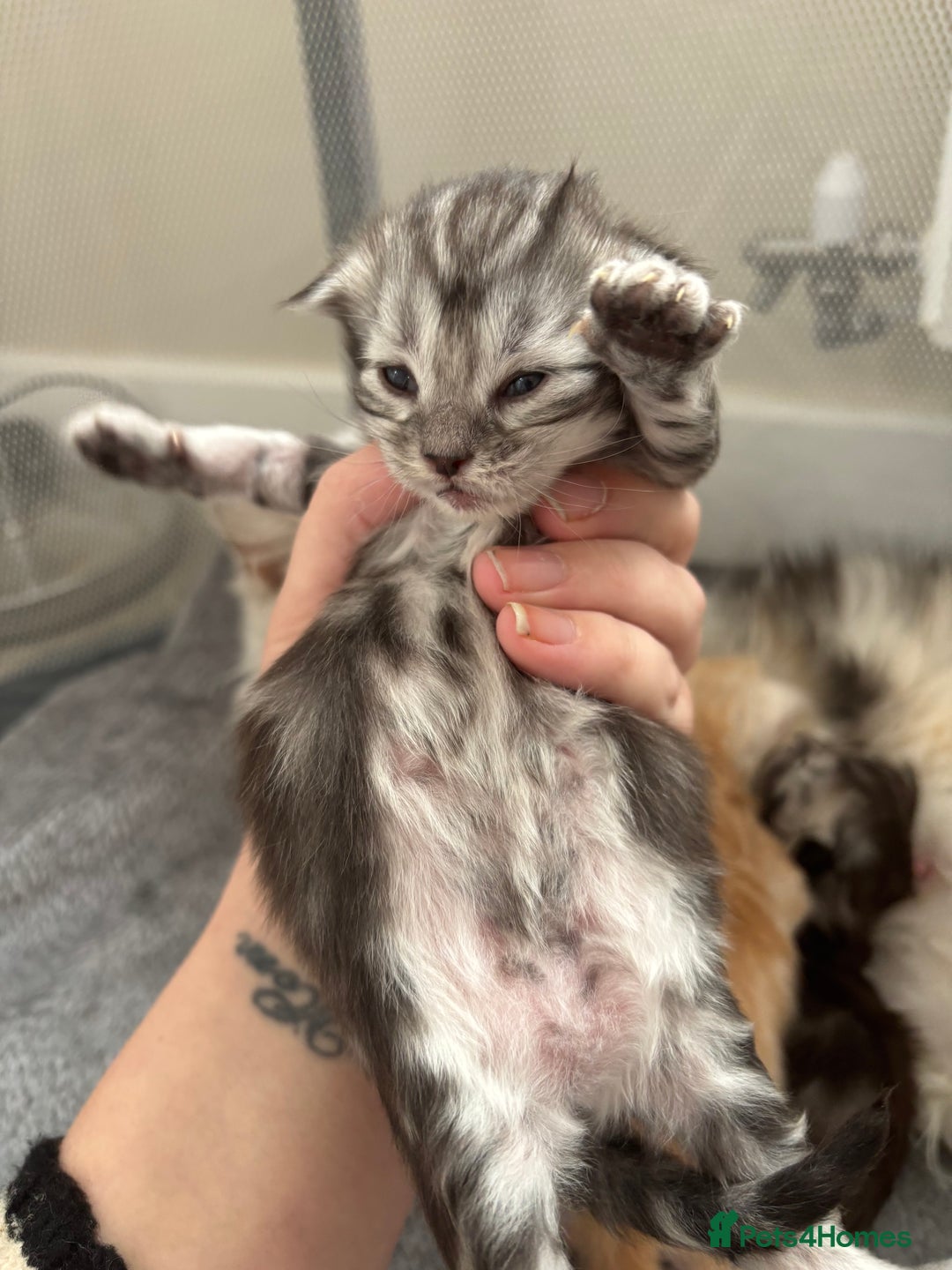 Maine Coon cats for sale: 3 beautiful Maine coon babies READY NOVEMBER - Image 11