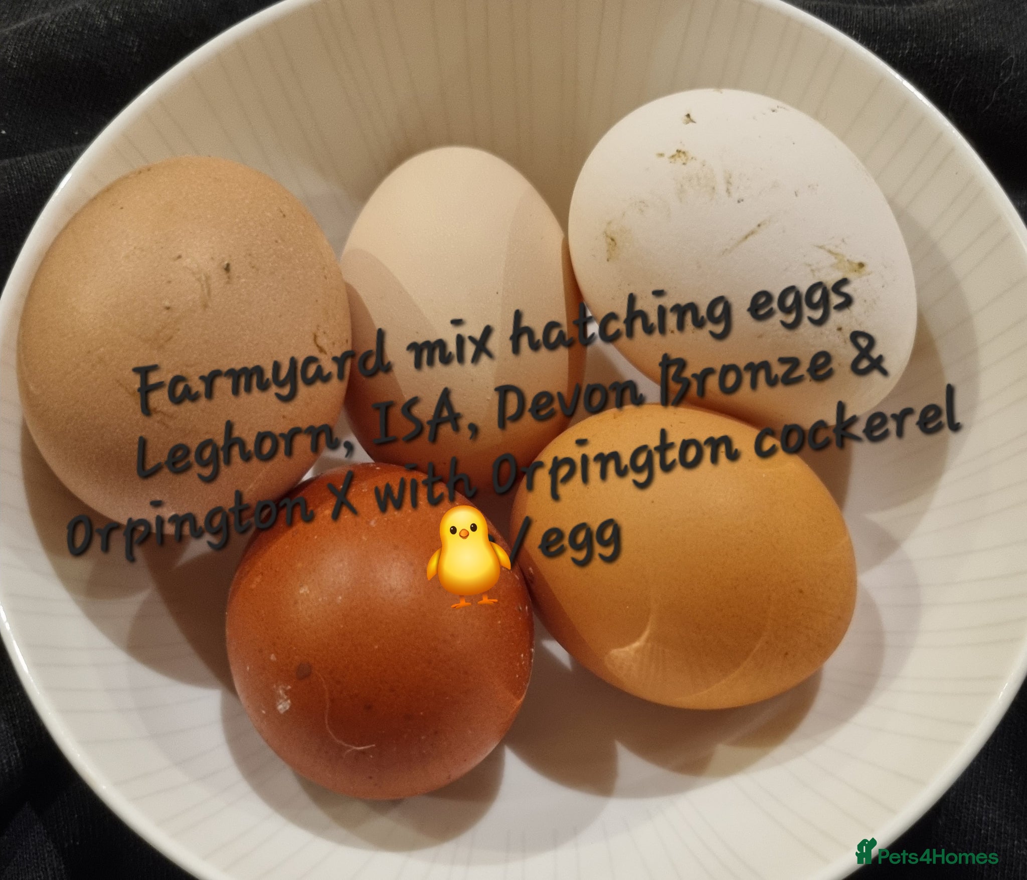 Chickens poultry Orpington English Rare Colour - Advert 11