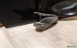 Scottish Fold cats for sale: Last British Shorthair kitten - Advert 36