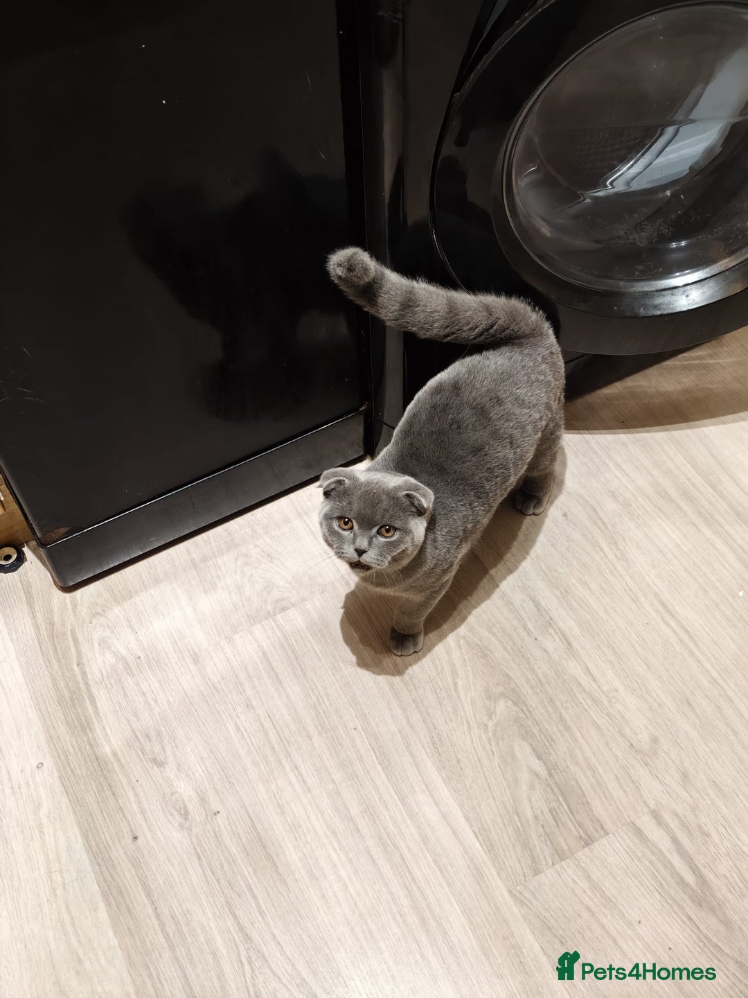 Scottish Fold cats for sale: Last British Shorthair kitten - Advert 36