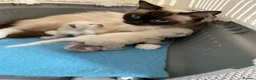 Ragdoll cats for sale: Beautiful Ragdoll Kittens - Advert 6