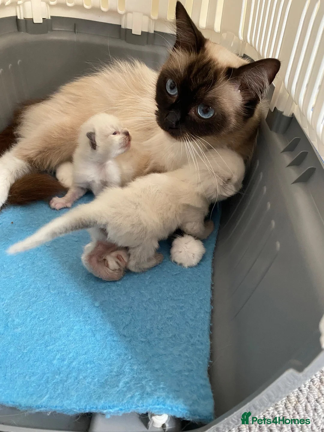 Ragdoll cats for sale: Beautiful Ragdoll Kittens - Advert 6