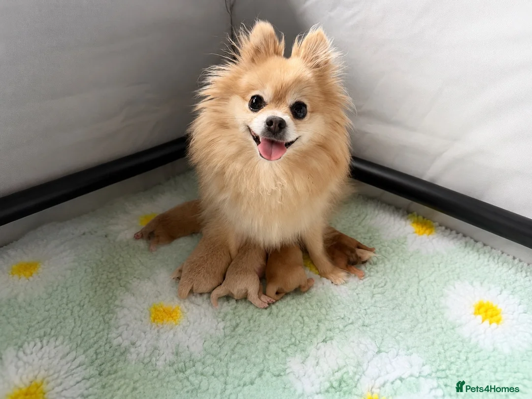 Pomeranian dogs for sale: OUTSTANDING TINY POMERANIAN PUPPIES 🐾 - Advert 2