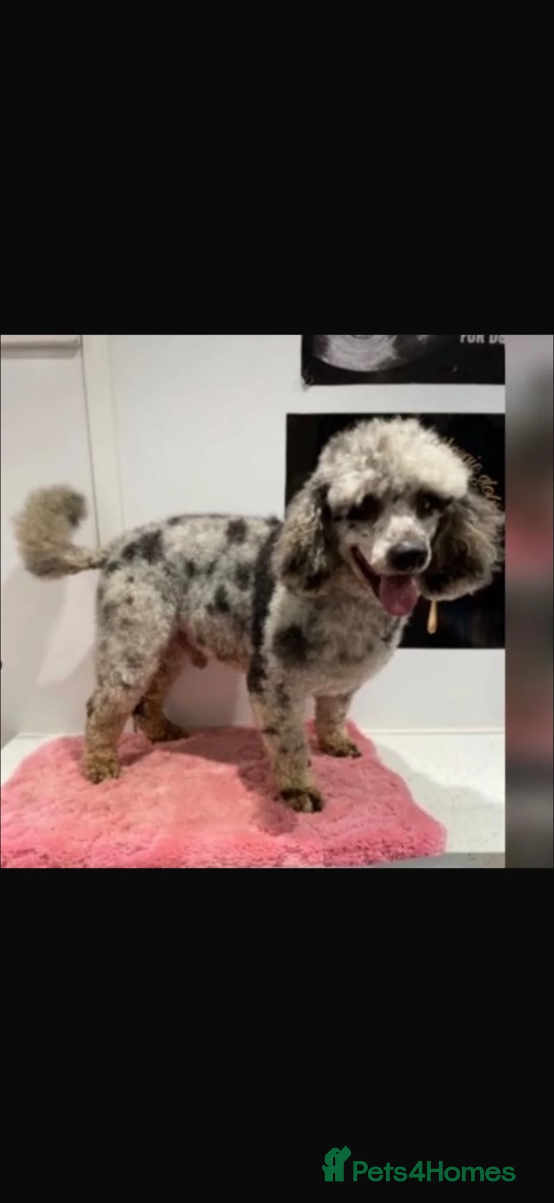 Cockapoo dogs for sale: Beautiful F1 cockapoo puppies - Advert 2