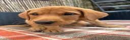 Labrador Retriever dogs for sale: Fox red Labrador  - Advert 10