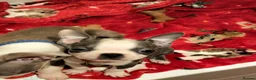 Boston Terrier dogs for sale: Boston Terrier  - Advert 12