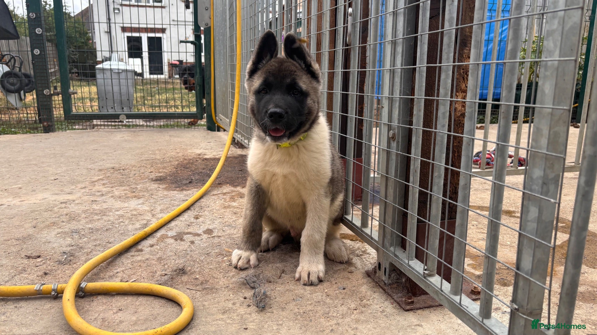 Akita dogs KC Reg American Akita puppies - Advert 2