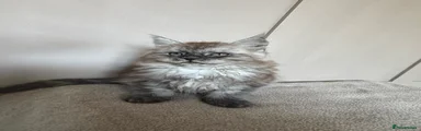 Maine Coon Kitten 3