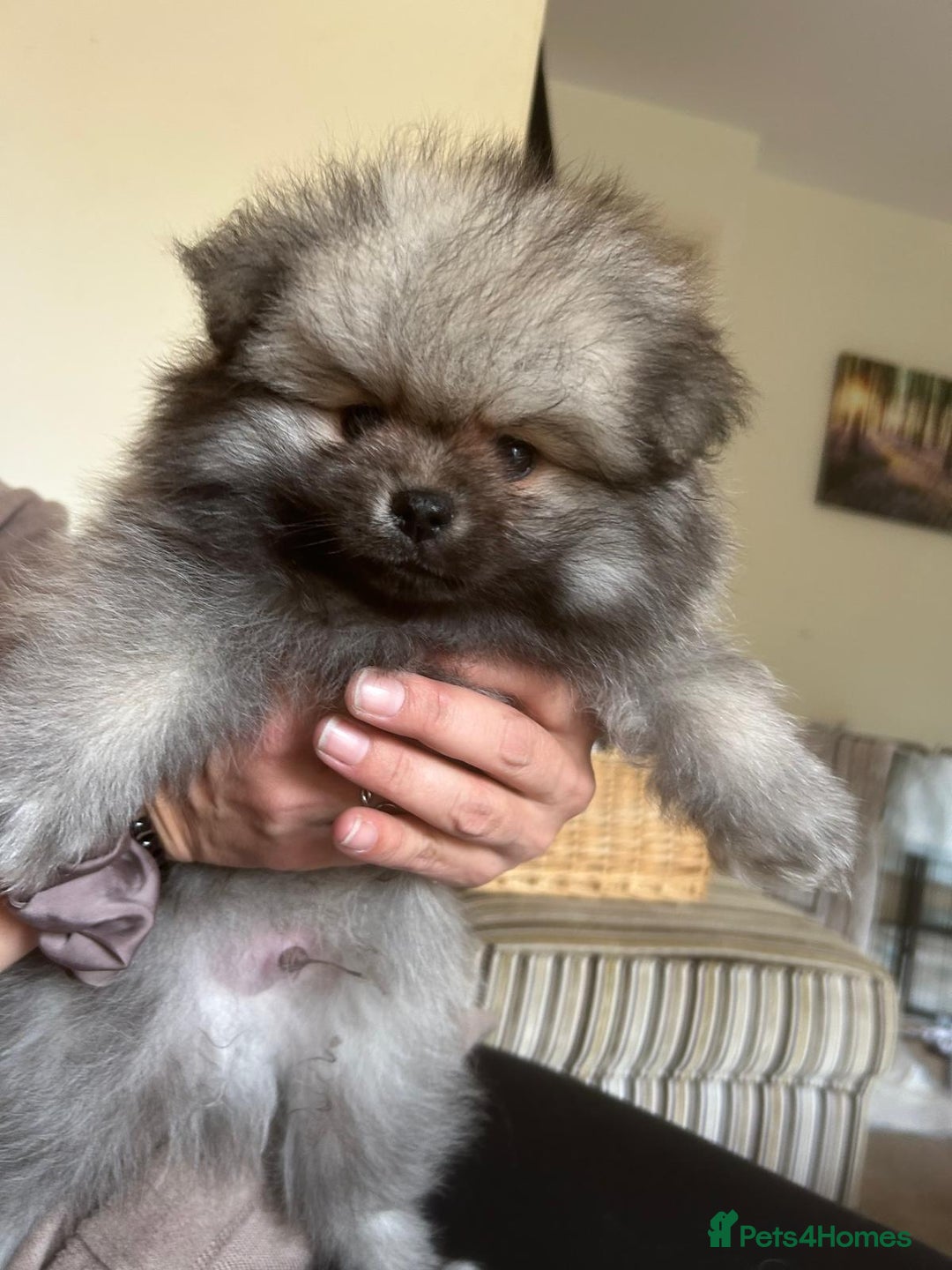 Pomeranian dogs for sale: KC Reg 5⭐️Poms champions & Russian bloodline  - Advert 26
