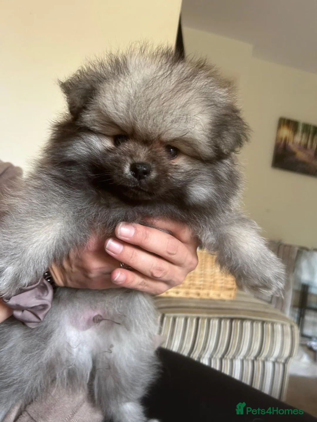 Pomeranian dogs for sale: 5 Generation champion Russian bloodline - Advert 27