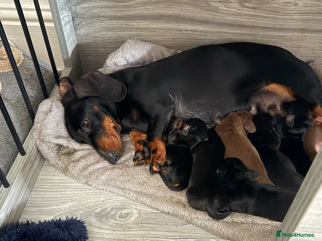 Miniature Dachshund dogs for sale: Miniature dachshunds  in Cleethorpes - Advert 5