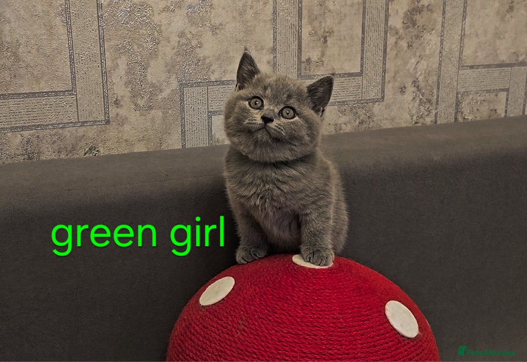 British Shorthair cats for sale: British Blue Shorthair kittens, GCCF pedigree - Image 15